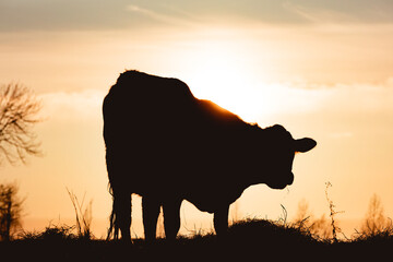 Silhouetted cow grazing on a hill