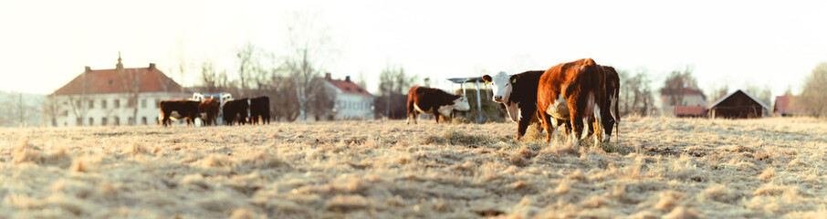 Regenerative Agriculture Cows Grazing in Springtime Pasture - Panorama Photo