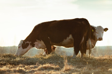 Two Cows Eating Hay in Pasture, One Shyly Peeking From Behind