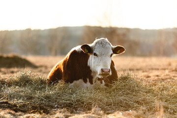 Regenerative Agriculture Cow Resting on Hay in Spring Pasture