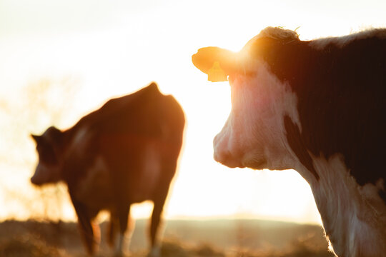 Cow Backlit by Golden Hour Springtime Sun in Pasture