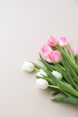 tulips on neutral background 