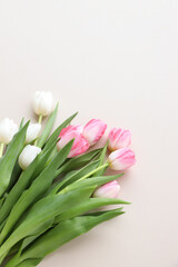 tulips on neutral background 