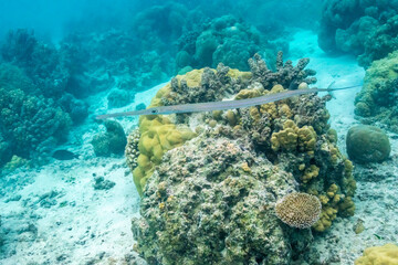Naklejka na ściany i meble French Polynesia, Moorea. Close-up of needlefish and corals.