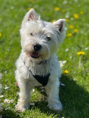 west highland white terrier