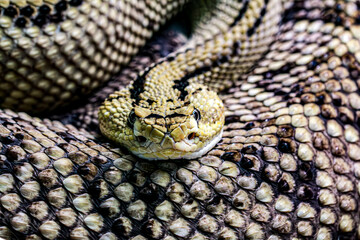 close up of a snake