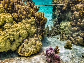 French Polynesia, Taha'a. Underwater coral and pipe.