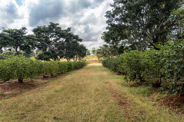 Fototapeta na wymiar Coffee bean plants grow in rows at a coffee plantation farm in Kenya, Africa. Harvest concept