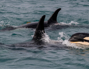 An orca family swimming along Icy Strait, Alaska.