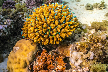 French Polynesia, Moorea. Green chromis fish in corals.