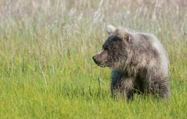 Brown bear cub poses in a field.