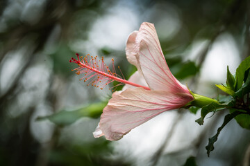 Chinese hibiscus flower, pink, in bloom. Close up