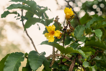 Pretty bright yellow flowers with orange centes on a Nile tulip tree, also known as a Markhamia