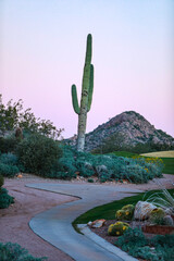 Superstition Mountains, Arizona, USA. Saguaro cactus.