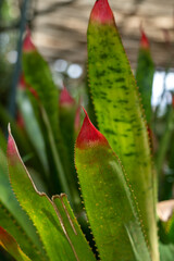 Leaves of a Blushing Bromeliad, a perennial plant with spikey fronds