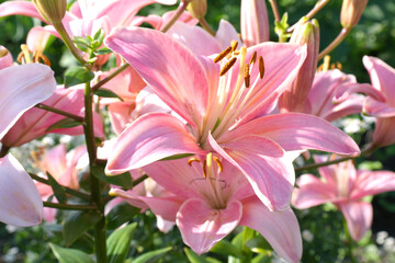 Pink lilly in the garden,Lily joop flowers,Lilium oriental joop.
