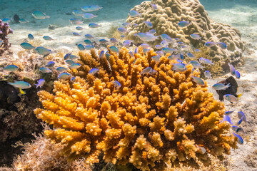 Fototapeta na wymiar French Polynesia, Moorea. Green chromis fish and corals.