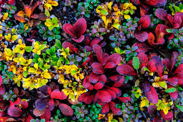 USA, Alaska, Noatak National Preserve. Alpine Bearberry on arctic tundra in autumn colors. - obrazy, fototapety, plakaty