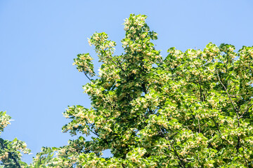 branch of lime tree against the sky during flowering. Green leaves of a linden tree. Tilia americana.