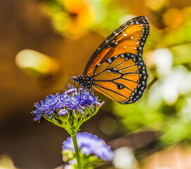 Fototapeta na wymiar Queen butterfly on blue weed flower. Native to North and South America