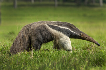 Brazil. Close-up of giant anteater in grass.