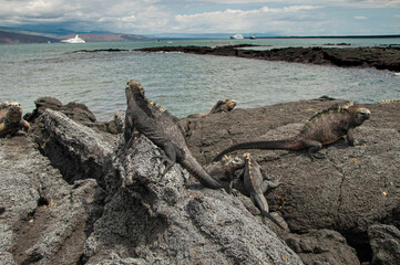 Fototapeta na wymiar Ugly marine iguana on Fernandina Island was the model for the Godzilla movies.
