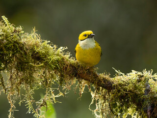 Silver-throated Tanager sitting on tree branch, Costa Rica, Central America