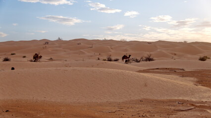 Fototapeta na wymiar Dromedary camel (Camelus dromedarius) in the Sahara Desert, outside of Douz, Tunisia