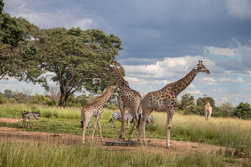 Several wild animals (zebra and giraffe), gathering around water source in savannah in national preservation park Imire, in Zimbabwe, scenic landscape before sunset, touristic destination for 1 day