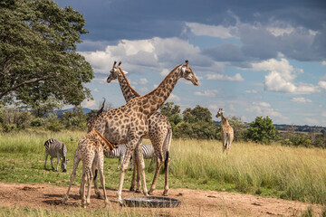 Several wild animals (zebra and giraffe), gathering around water source in savannah in national preservation park Imire, in Zimbabwe, scenic landscape before sunset, touristic destination for 1 day