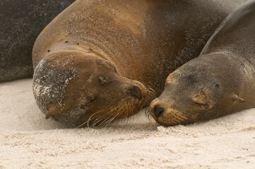 Galapagos sea lion nurtures its baby.