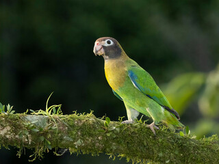 Brown-hooded parrot, Costa Rica, Central America