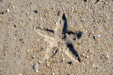 An imprint of a starfish in the sand on the beach.