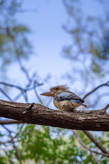 Blue-winged Kookaburra sitting on Branch of a Tree, Queensland; Australia.