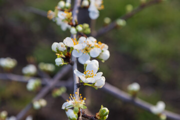 Beautiful plum orchard. There are white flowers on the trees. There is green grass between the trees. The sky is blue.