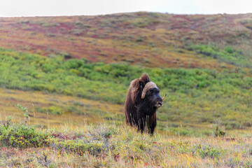 USA, Alaska, Noatak National Preserve. Bull Muskox on the arctic tundra.