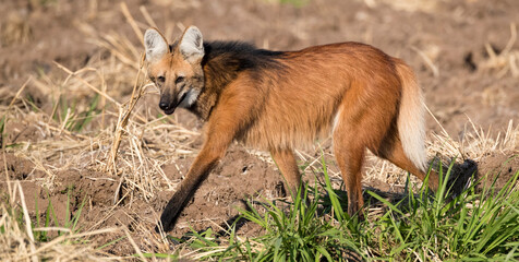 Maned Wolf, Brazil, South America