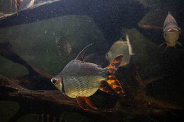 Fish semaprochilodus. Fish in aquarium