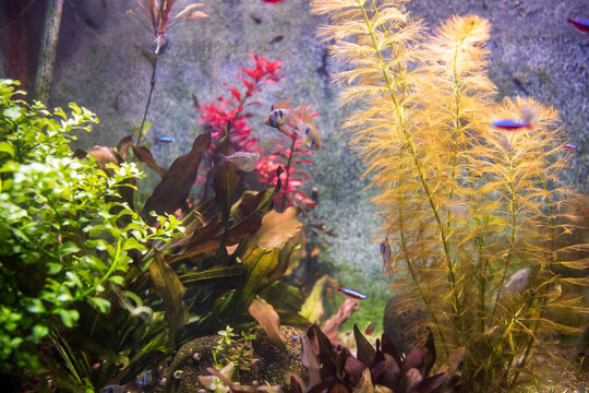 Small aquarium fish. Gasteropelecus sternicla. Paracheirodon axelrodi. Characiformes. Aquarium plants. Hydatophytes. 