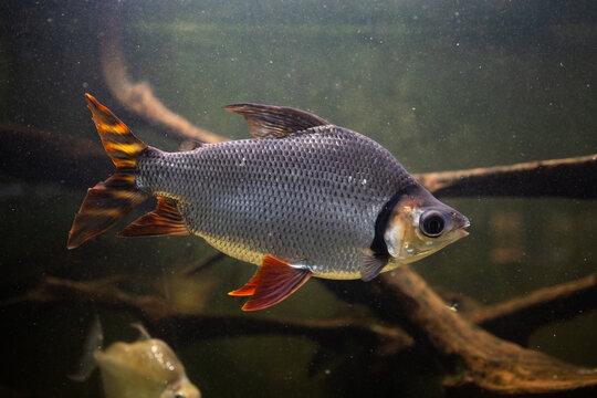 Fish semaprochilodus.
