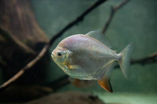 Fish Pakousi. Myloplus rubripinnis (Myleus rubripinnis). Red Hook (redhook pacu).  Fish Myleus. Herbivorous fish. Habitat South America