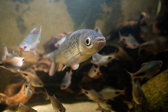 Fish Leuciscus cephalus. Squalius