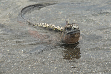 Marine iguanas, found only in the Galapagos, are amphibious, as noted with this swimming iguana.