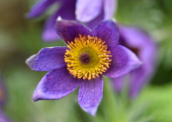 Nahaufnahme einer violetten Küchenschelle