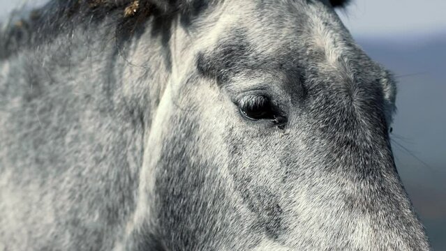Portrait close-up of horses with beautiful eyes standing, looking right in the camera. Wild mountain landscape rapid slow-motion