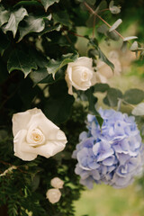 Arch for the newlyweds from greenery and hydrangeas, wedding decor