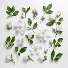 Manolia blossoms and twigs isolated on a white background. Top view, flat lay.