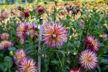 Obraz premium Stunning dahlia blooms