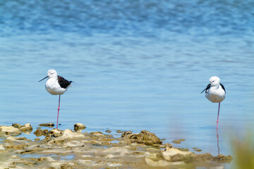 Stay byside - Birds like pelican 