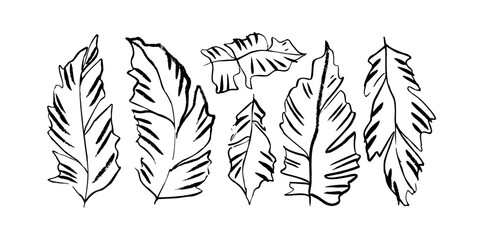 Fototapeta na wymiar Exotic tropical banana leaves isolated on white background. Hand drawn botanical foliage. Vector monochrome simple botanical elements. Brush drawn strokes and lines. Set of tropical leaves.